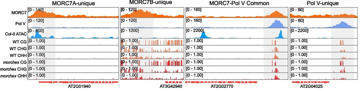 Open access visualization of Line Plot, Bar Plot, ChIP-seq data, MORC7A, MORC7B