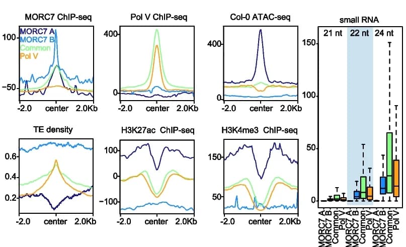 Open access visualization of Line Plot, Box Plot, ChIP-seq data, MORC7, Pol V