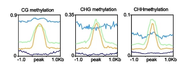 Open access visualization of Line Plot, Methylation Levels, CG Methylation, CHG Methylation, CHH Methylation