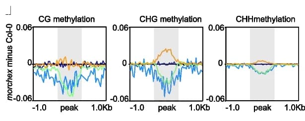 Open access visualization of Line Plot, Methylation Levels, CG Methylation, CHG Methylation, CHH Methylation
