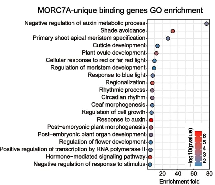 Open access visualization of Scatter Plot, Volcano Plot, Gene ontology, MORC7A, Proximal genes