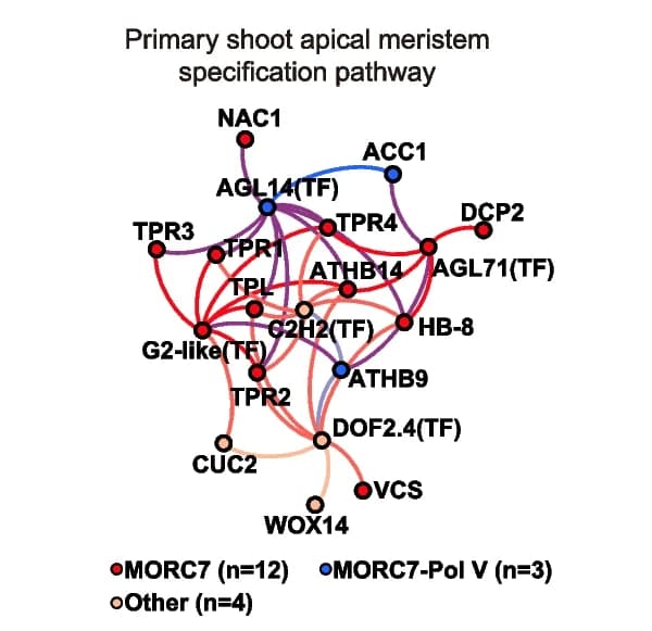 Open access visualization of Pathway, MORC7, Pol V, Promoters, Shoot apical meristem