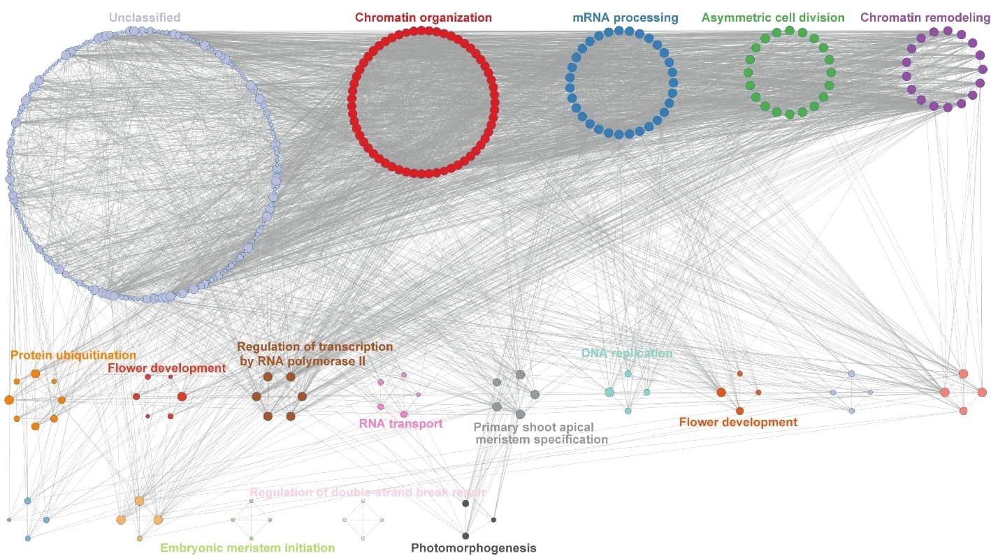 Open access visualization of Network, Pathway, Protein-Protein Interaction Networks, MORC7