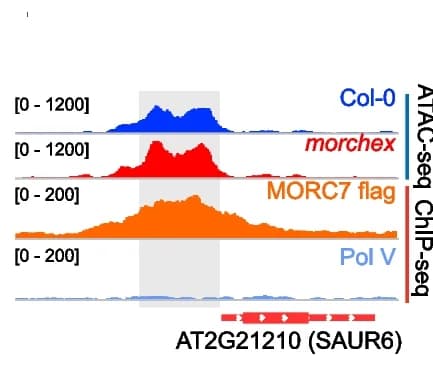 Open access visualization of Line Plot, Density Plot, Chromatin accessibility, Promoter, SAUR6