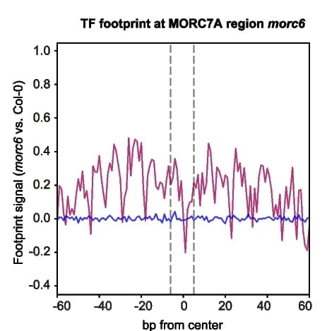Open access visualization of Line Plot, TF footprints, MORC7A-unique regions, morc6 mutant, Metaplot