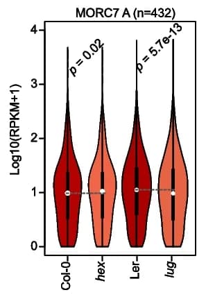 Open access visualization of Violin Plot, Gene Expression, MORC7A, Col-0, Morchex Mutant