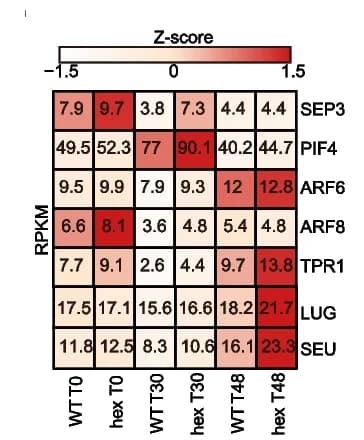 Open access visualization of Heatmap, Gene Expression, Transcriptional Factors, SEP3, PIF4
