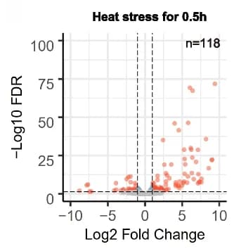 Open access visualization of Volcano Plot, Transcriptomic Changes, Morchex Mutants, Heat Treatment