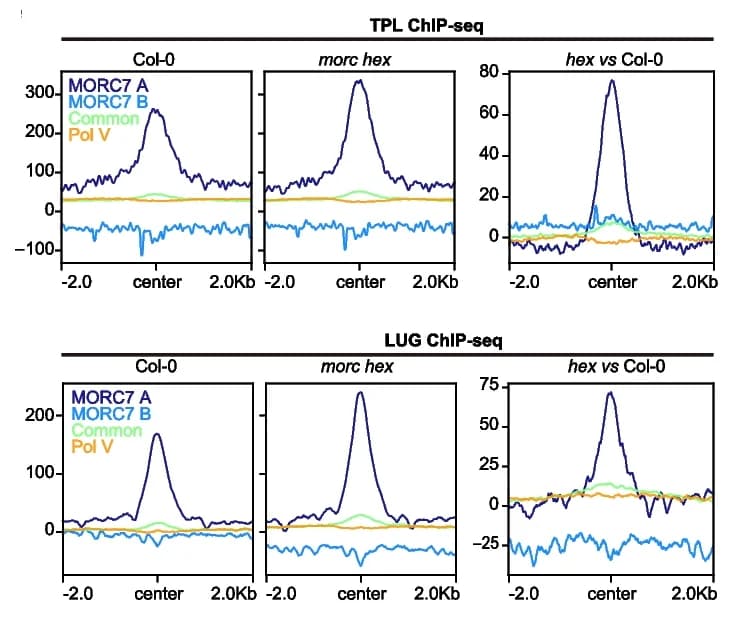 Open access visualization of Line Plot, TPL Binding, LUG Binding, MORC7A, MORC7B