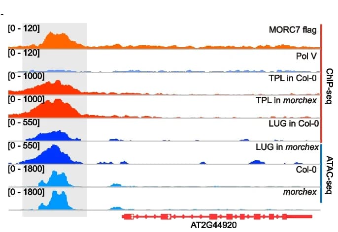 Open access visualization of Line Plot, Density Plot, TPL Binding, LUG Binding, MORC7A