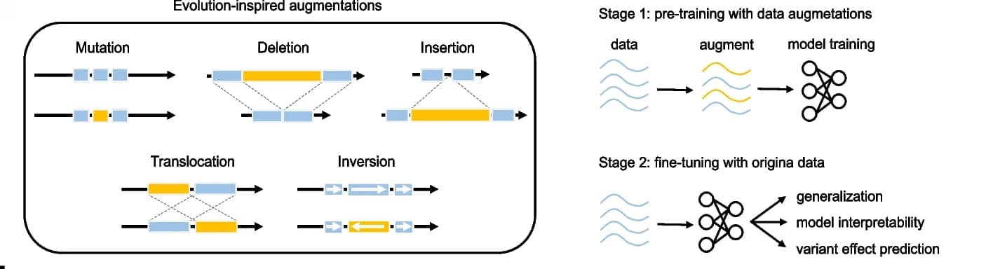 Open access visualization of Workflow, Illustration, Data Augmentation, Training Curriculum