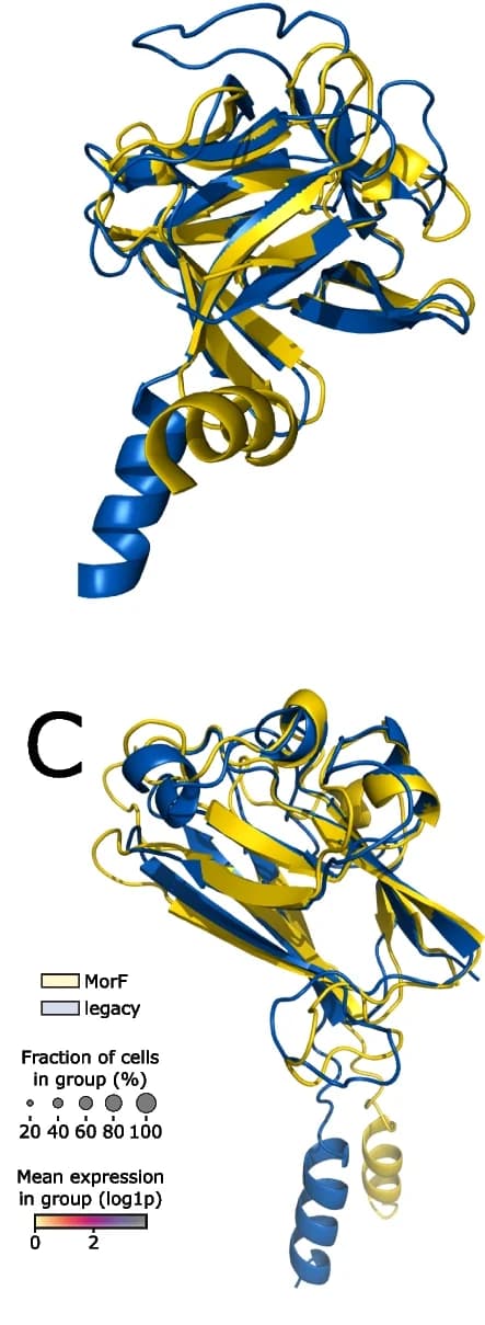 Open access visualization of Protein Structure, Spongilla FGF, Gallus Gallus FGF4, Protein Superposition, Structural Similarity