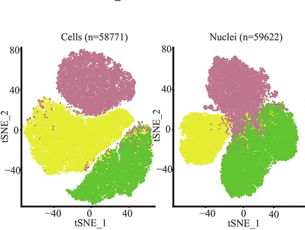 Open access visualization of Scatter Plot, UMAP, Dimensionality reduction, Unsupervised clustering, Single-cell