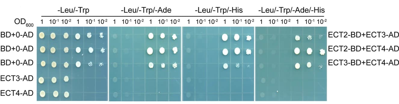 Open access visualization of Gel, Y2H Assay, Protein-Protein Interaction, Yeast Cells, GAL4-AD