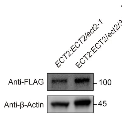 Open access visualization of Gel, Western Blot, Protein Level, ECT2-FLAG, Loading Control