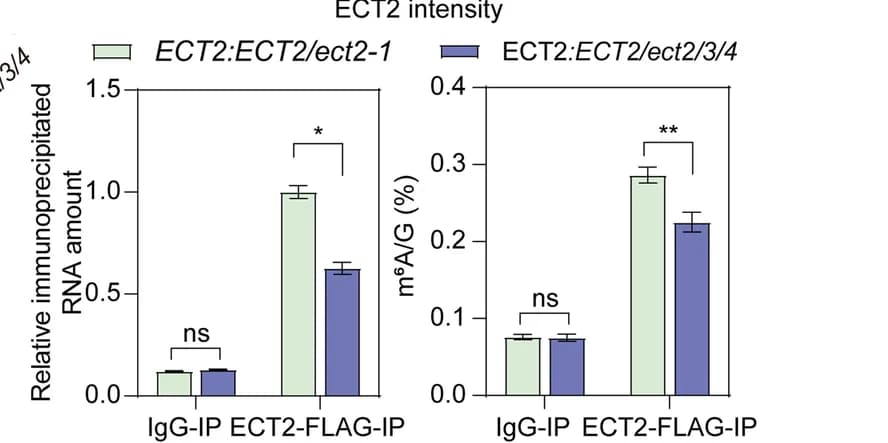 Open access visualization of Bar Plot, Error Bars, Clustered, FA-RIP Assay, In Vivo