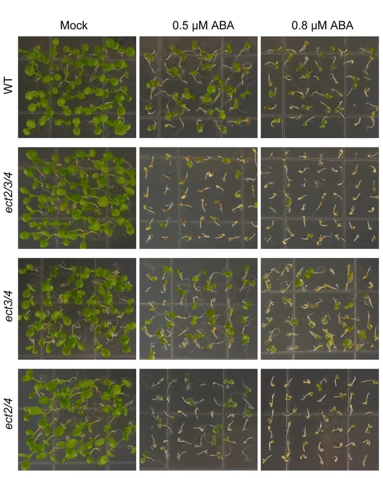 Open access visualization of Photo, Phenotypic analysis, ABA response, Seeds, Photographs
