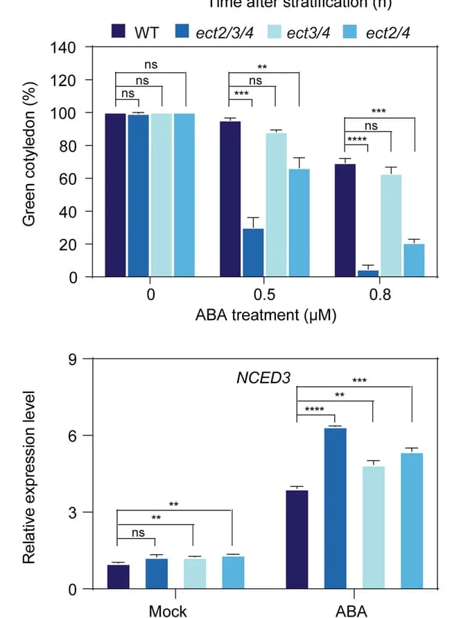 Open access visualization of Bar Plot, Error Bars, Clustered, Statistical analysis, Cotyledon greening rates