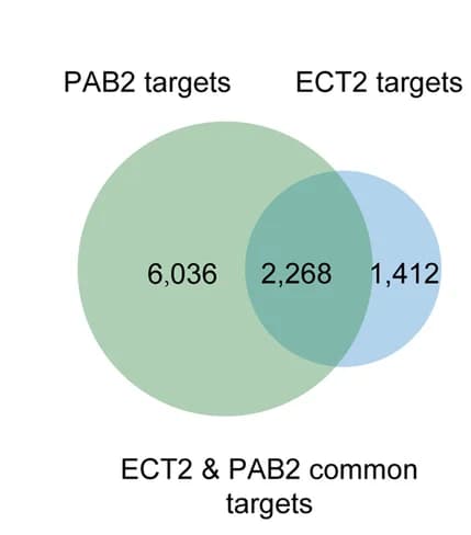 Open access visualization of Venn Diagram, ECT2, PAB2, Binding Targets, Arabidopsis