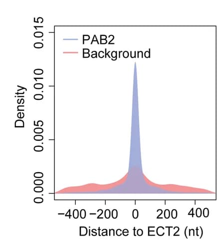 Open access visualization of Density Plot, Spatial Distance Distribution, PAB2, ECT2, Binding Sites