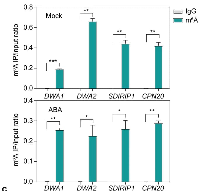 Open access visualization of Bar Plot, Error Bars, m6A-IP-qPCR, m6A peaks, ABA treatment