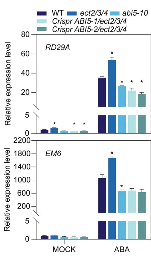 Open access visualization of Bar Plot, Error Bars, mRNA expression levels, Seedlings, ABA treatment