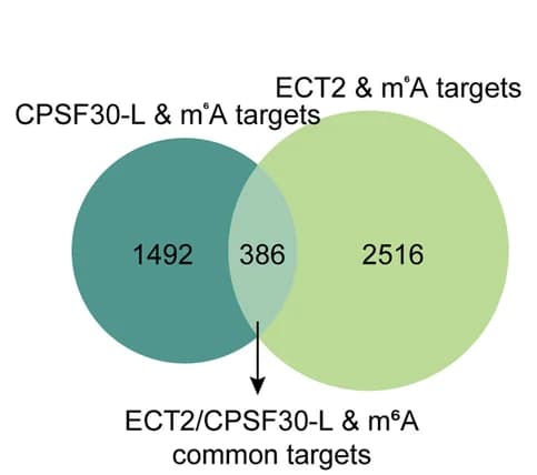 Open access visualization of Venn Diagram, CPSF30-L, m6A Targets, ECT2, Transcripts