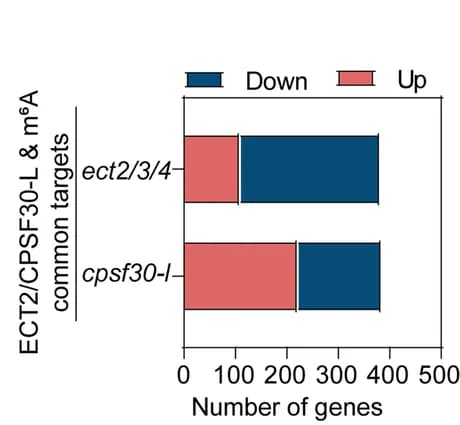 Open access visualization of Stacked Bar Plot, Bar Plots, Upregulated Genes, Downregulated Genes, ECT2/CPSF30-L & m6A