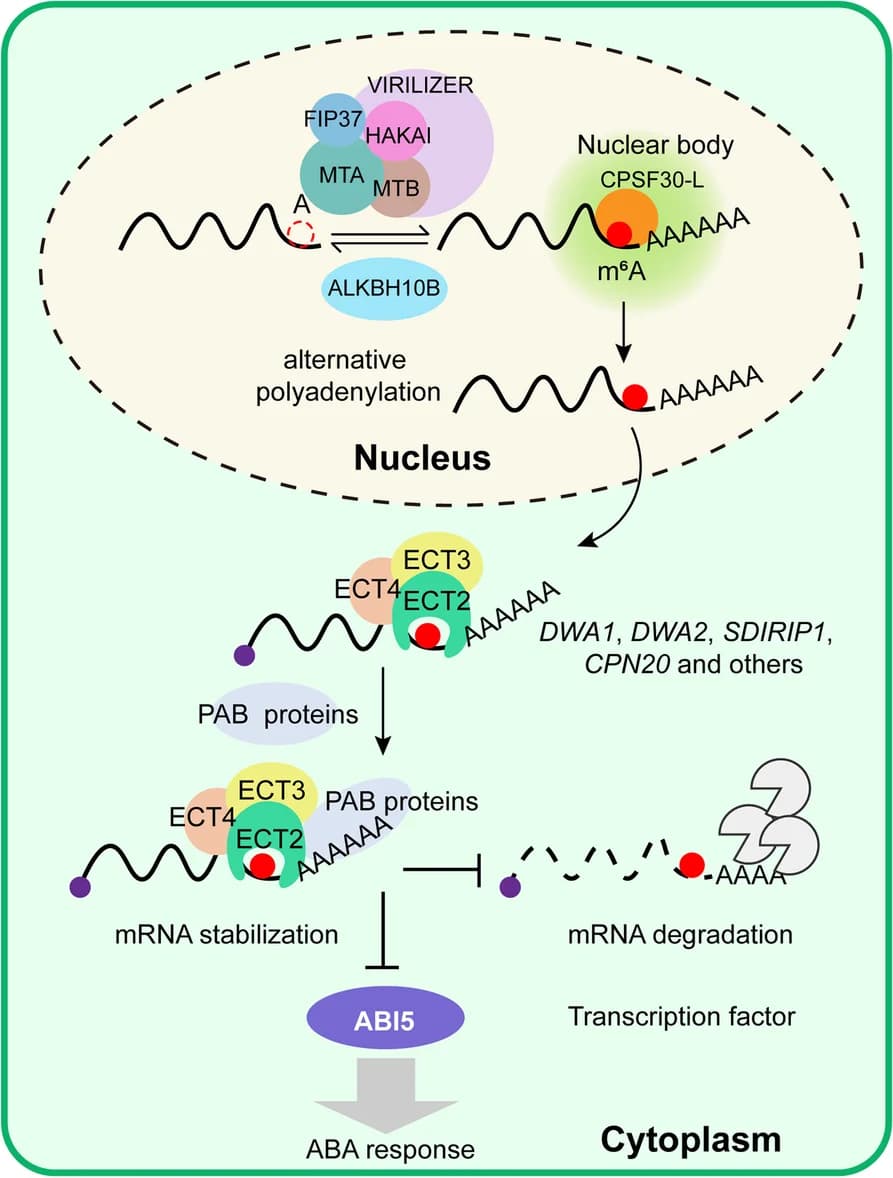 Open access visualization of Workflow, Illustration, m6A, CPSF30-L, ECT2