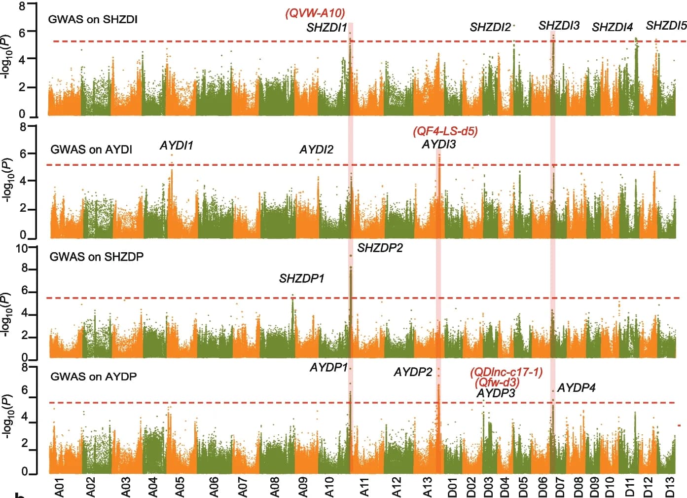 Open access visualization of Manhattan Plot, GWAS, Verticillium Wilt, Disease Percentage, Disease Index