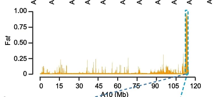 Open access visualization of Line Plot, Fst Analysis, SNP, Tolerant Group, Susceptible Group