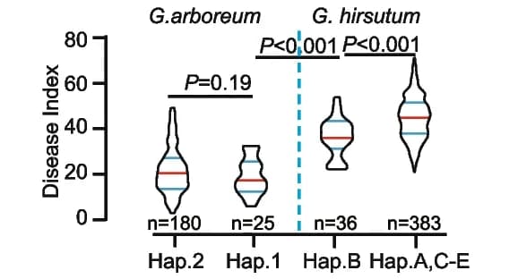 Open access visualization of Violin Plot, Disease Index, Haplotypes, G. arboreum, G. hirsutum