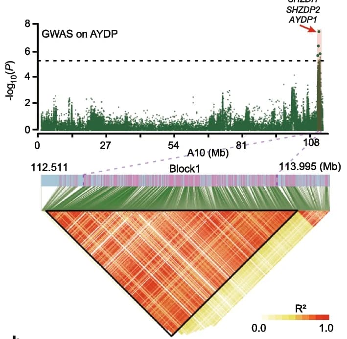Open access visualization of Manhattan Plot, Heatmap, Haplotype Blocks, Linkage Disequilibrium