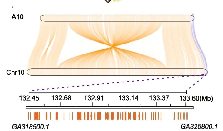 Open access visualization of Chord, Bar Plot, Collinearity Analysis, Homology