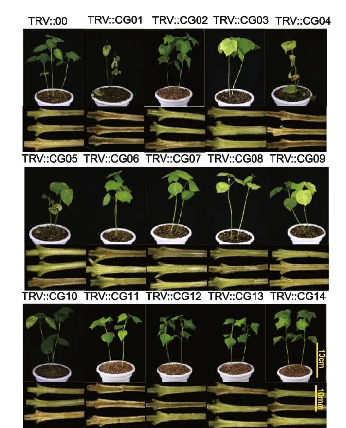 Open access visualization of Photo, Gene Silencing, Cotton Seedlings, Wilt Phenotype, Stem Browning