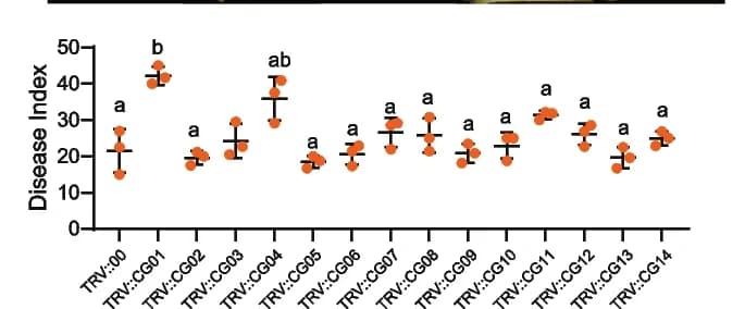 Open access visualization of Scatter Plot, Error Bars, Gene Silencing, Cotton Seedlings, Wilt Phenotype