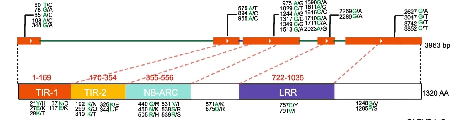 Open access visualization of Workflow, Illustration, Point Mutation, Amino Acid Sequences