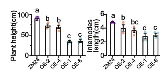Open access visualization of Bar Plot, Error Bars, Plant Height, Internode Distances, ANOVA