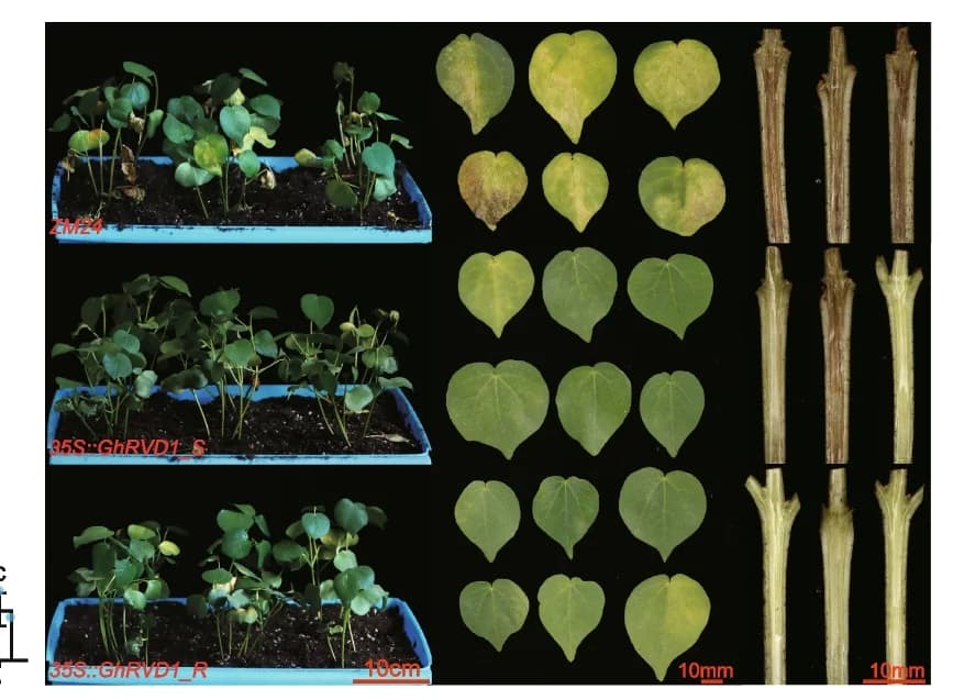 Open access visualization of Photo, Wilt Phenotype, Stem Browning, Post-inoculation