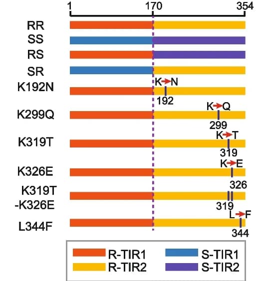 Open access visualization of Bar Plot, HR Phenotypes, Chimeras, Site-Directed Mutants, TIR1-TIR2