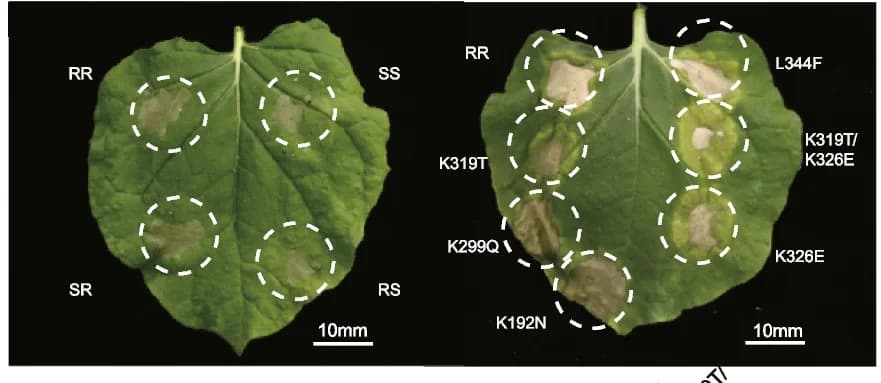 Open access visualization of Photo, HR Phenotypes, Chimeras, Site-Directed Mutants, TIR1-TIR2