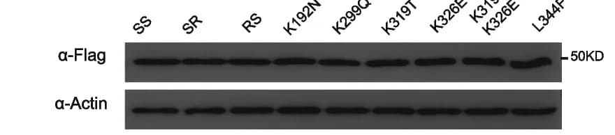 Open access visualization of Gel, Protein Expression, Flag Antibody, Immunoblotting, Plant Actin