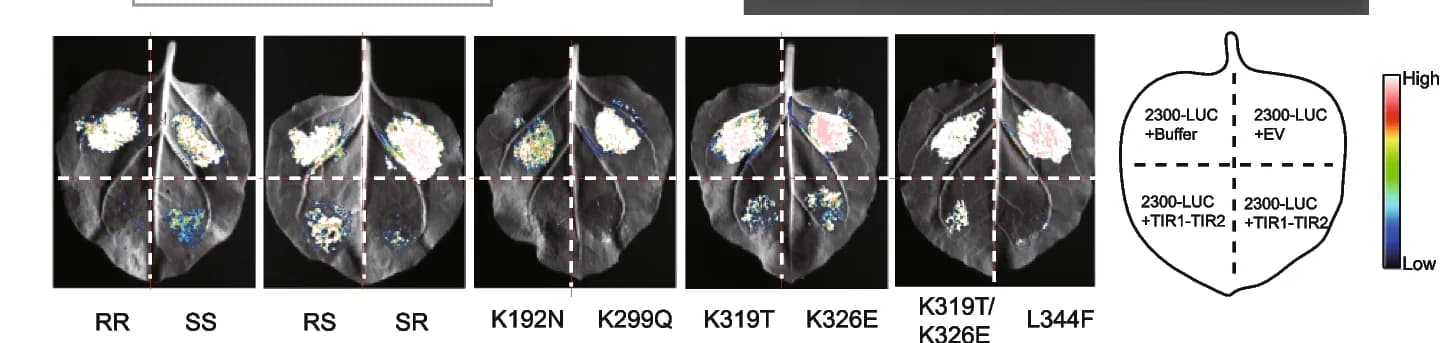 Open access visualization of Photo, LUC Activity, LUC Plasmid, TIR1-TIR2 Variants, Fluorescence Intensity