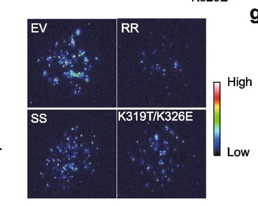 Open access visualization of Microscopy, Cell Death Phenotype, Cotton Protoplast, Cell Viability Assays, Protoplast Preparation