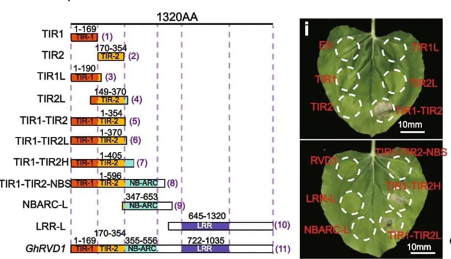 Open access visualization of Microscopy, Photo, Schematic Diagram, GhRVD1, Domain Structure