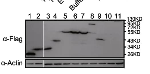 Open access visualization of Gel, Protein Expression, Flag Antibody, Immunoblotting, Plant Actin