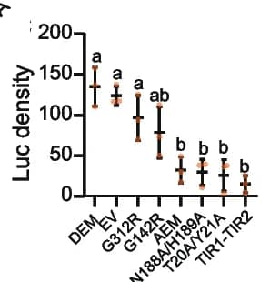 Open access visualization of Error Bars, Bar Plot, Protein Expression, Flag Antibody, Immunoblotting