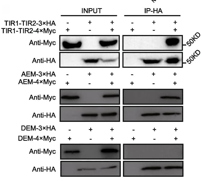 Open access visualization of Gel, Coimmunoprecipitation, Self-association, TIR1, TIR2