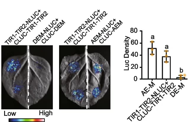 Open access visualization of Bar Plot, Error Bars, Microscopy, Split Luciferase Complementation, Interaction