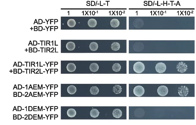 Open access visualization of Gel, Yeast Cells, TIR1L, TIR2L, YFP Fusions